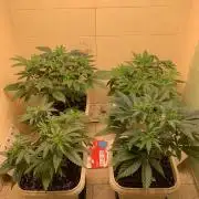 FF Mix pack fastbuds