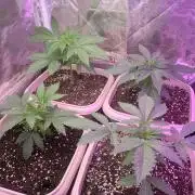 FF Mix pack fastbuds