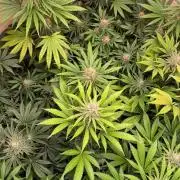 FF Mix pack fastbuds