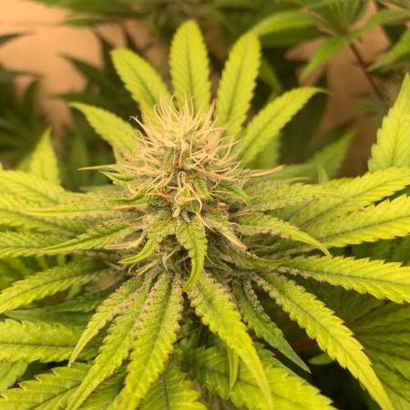 FF Mix pack fastbuds