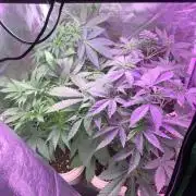 FF Mix pack fastbuds