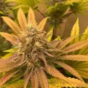 FF Mix pack fastbuds