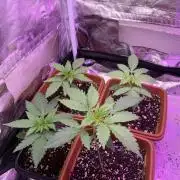 FF Mix pack fastbuds