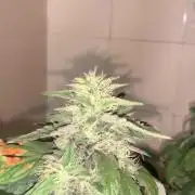 Super Lemon Haze # Seis Pés