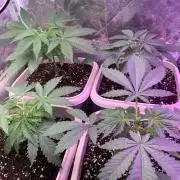FF Mix pack fastbuds