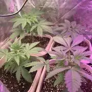 FF Mix pack fastbuds