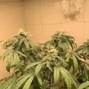 Super Lemon Haze # Seis Pés