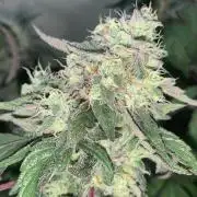Super Lemon Haze # Seis Pés