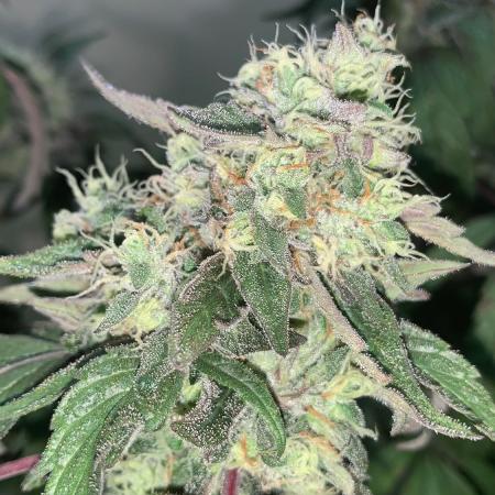 Super Lemon Haze # Seis Pés