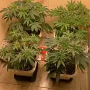 FF Mix pack fastbuds