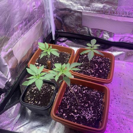 FF Mix pack fastbuds