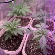 FF Mix pack fastbuds