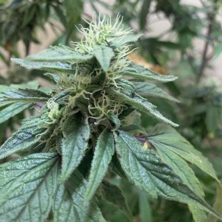 Super Lemon Haze # Seis Pés