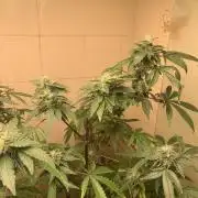 Super Lemon Haze # Seis Pés