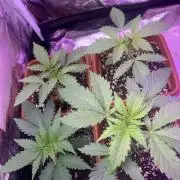 FF Mix pack fastbuds
