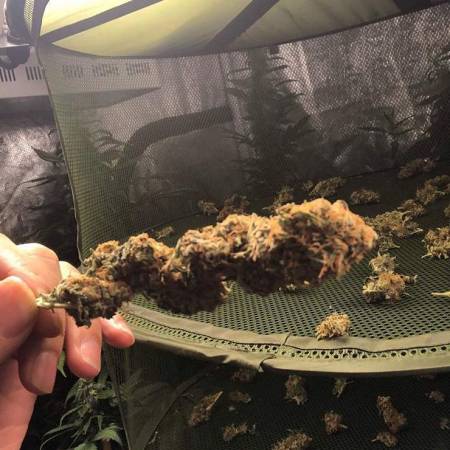 Critical 