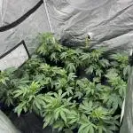Crystal cookies first grow 2025