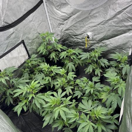 Crystal cookies first grow 2025