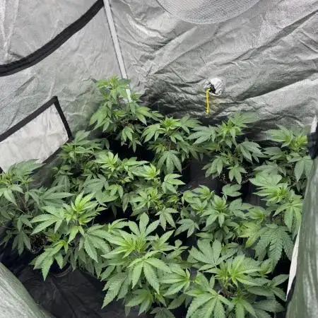 Crystal cookies first grow 2025