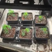 Beanstalk growin'
