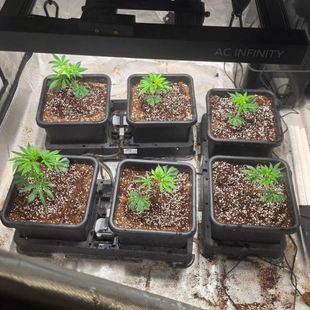 Beanstalk growin'