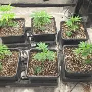 Beanstalk growin'