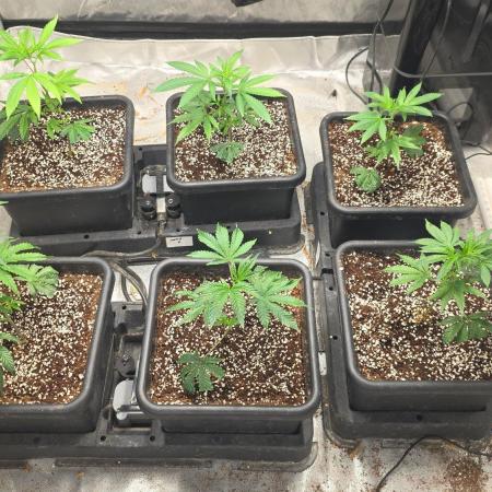 Beanstalk growin'