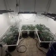 Autopots, beanstalk crf, and water