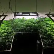 Autopots, beanstalk crf, and water