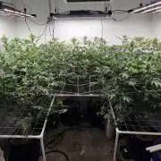 Autopots, beanstalk crf, and water