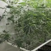 Autopots, beanstalk crf, and water