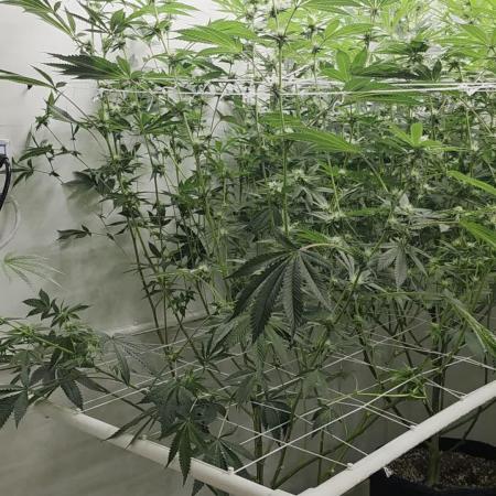 Autopots, beanstalk crf, and water