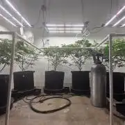 Autopots, beanstalk crf, and water