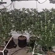 Autopots, beanstalk crf, and water