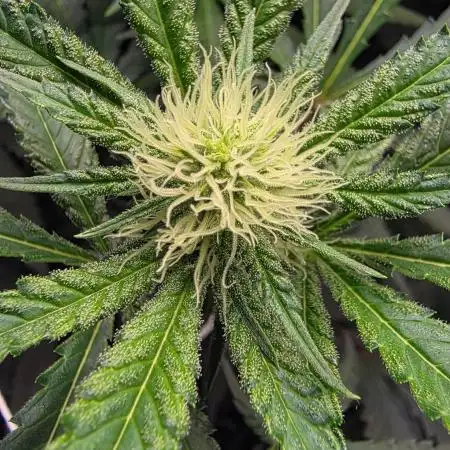 Autopots, beanstalk crf, and water