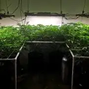 Autopots, beanstalk crf, and water