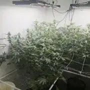 Autopots, beanstalk crf, and water