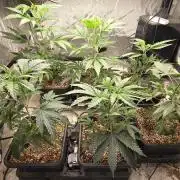 Beanstalk growin'