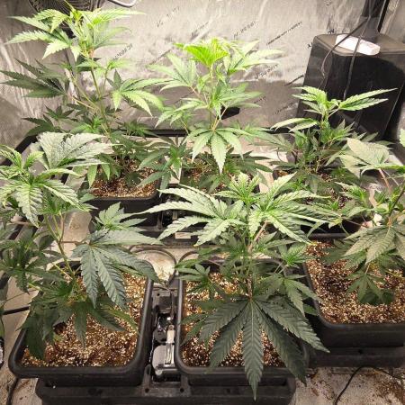 Beanstalk growin'