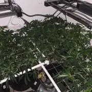 Autopots, beanstalk crf, and water