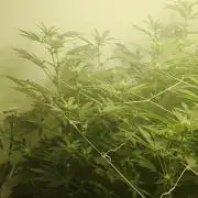 Autopots, beanstalk crf, and water
