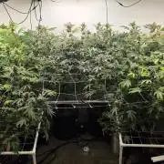 Autopots, beanstalk crf, and water