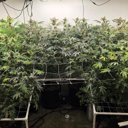 Autopots, beanstalk crf, and water