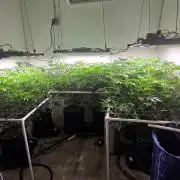 Autopots, beanstalk crf, and water