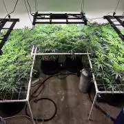 Autopots, beanstalk crf, and water