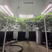 Autopots, beanstalk crf, and water