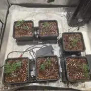 Beanstalk growin'