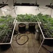 Autopots, beanstalk crf, and water