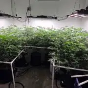 Autopots, beanstalk crf, and water