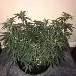 Autoflower wave 